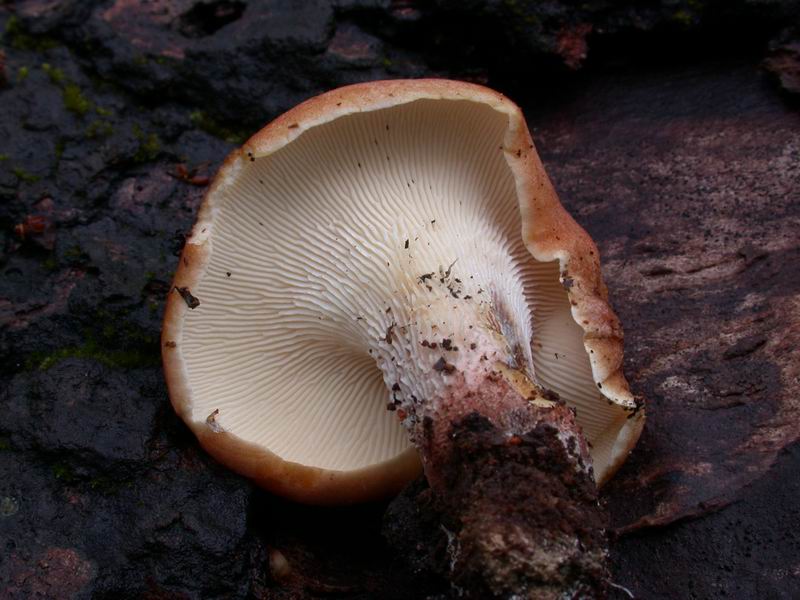 Lentinus cyathyformis